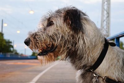 Close-up of dog against sky