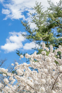 Low angle view of flowering tree against blue sky