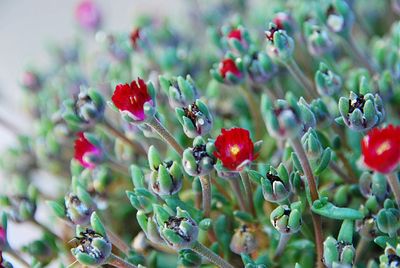 Close-up of red berries growing on plant