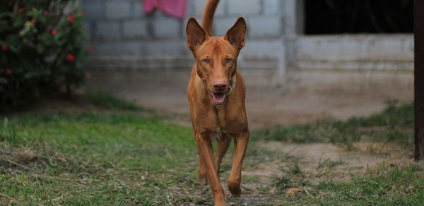 Portrait of dog standing on field