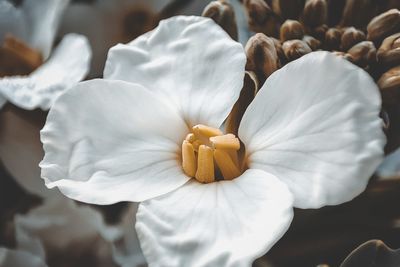 Close-up of white flowering plant