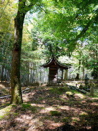 View of trees in forest