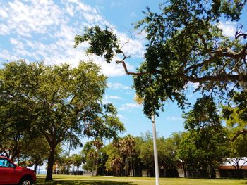 Low angle view of trees in park against sky