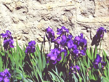 Close-up of purple flowers growing on field