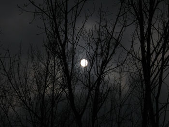 Low angle view of bare trees against sky at night