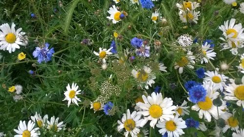 Close-up of white daisy flowers blooming in field