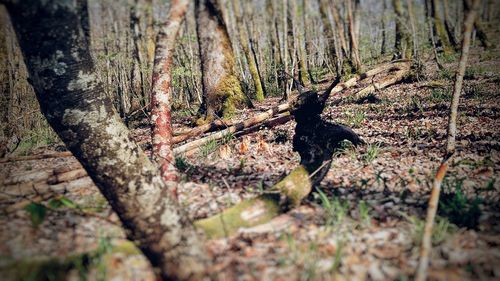 Lizard on tree in field