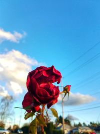 Close-up of red flowers against blue sky