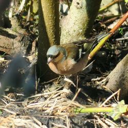 Close-up of birds in nest