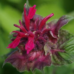 Close-up of pink flower