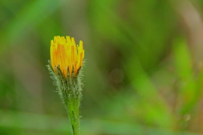 Close-up of yellow flower