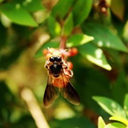 Close-up of bee on flower