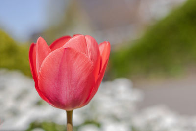 Close-up of red tulip