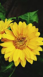 Close-up of yellow flowers blooming outdoors