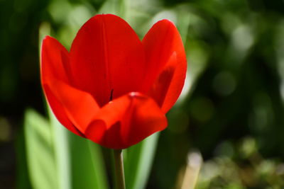 Close-up of red flower