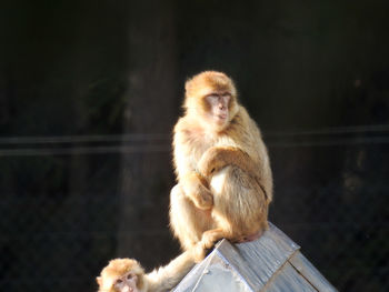 Monkey sitting on railing in zoo