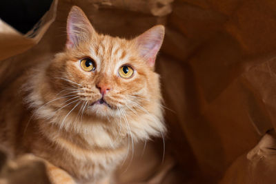Close-up portrait of ginger cat
