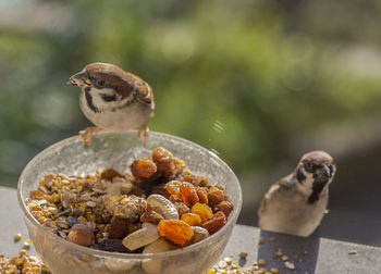 Close-up of bird eating food