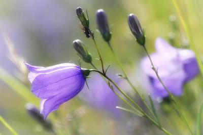 Close-up of purple flowering plant