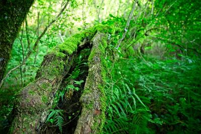 Close-up of moss growing on tree trunk