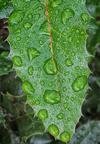 Close-up of raindrops on leaves