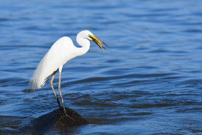 Close-up of heron perching on lake