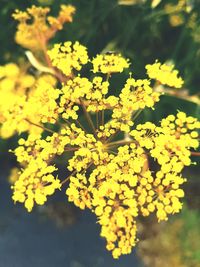 Close-up of yellow flowering plant on field