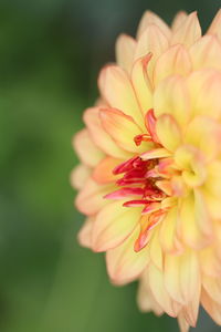 Close-up of dahlia