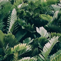 Close-up of fresh green plants