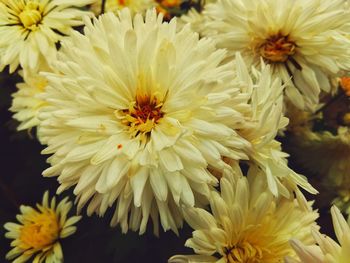 Close-up of white daisy flowers