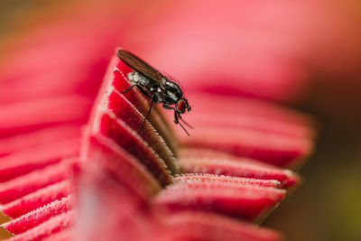 Close-up of housefly on red flower
