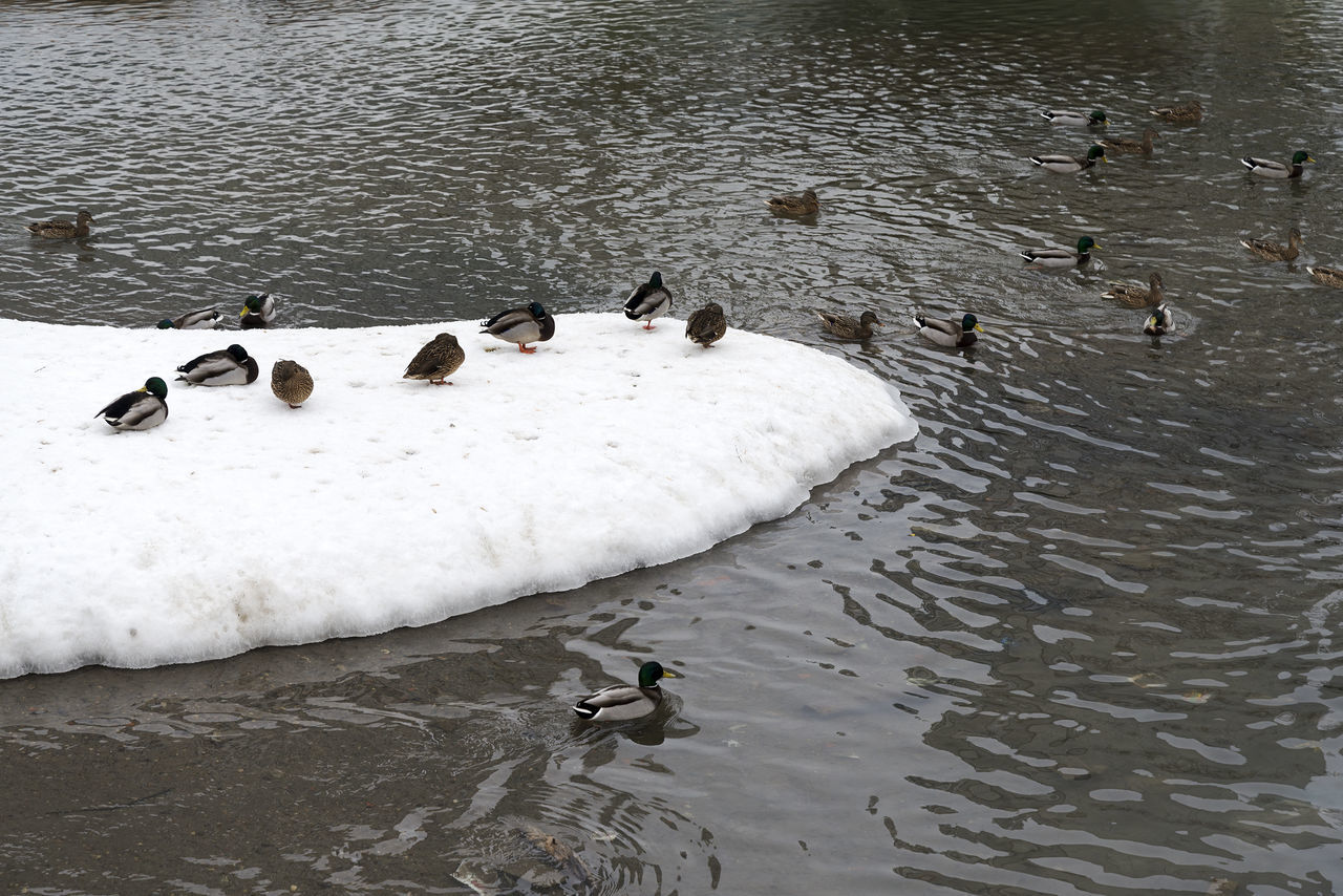 HIGH ANGLE VIEW OF DUCKS IN LAKE