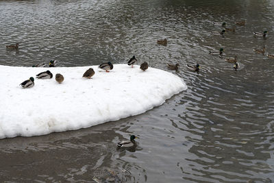 High angle view of ducks swimming in lake