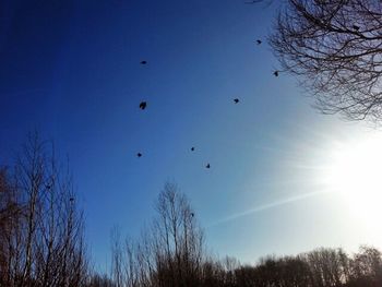 Low angle view of bare trees against blue sky