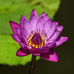 Close-up of purple flower