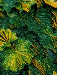 Close-up of fresh green leaves