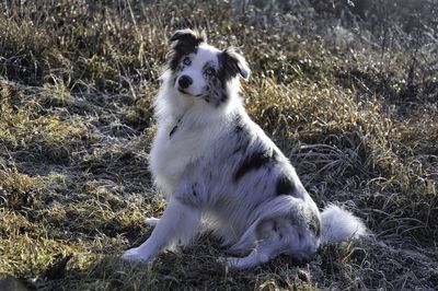 Blue merle australien shepherd 