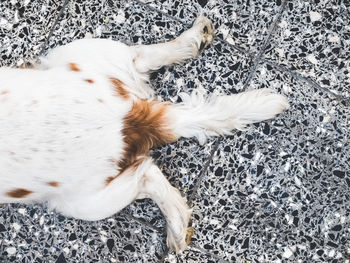 Directly above shot of dog relaxing on tiled floor