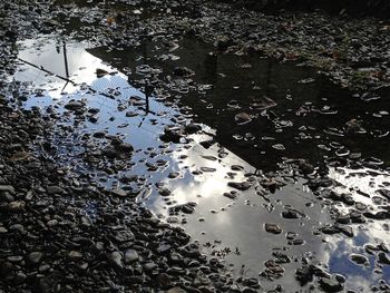 Full frame shot of water drops on tree