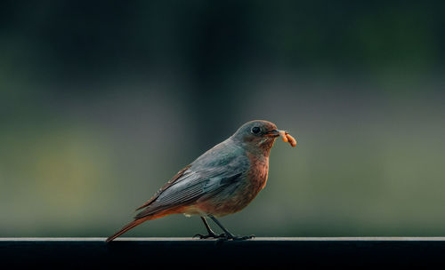 Close-up of bird perching on railing