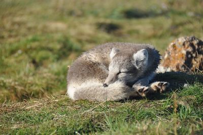 Sheep relaxing on field