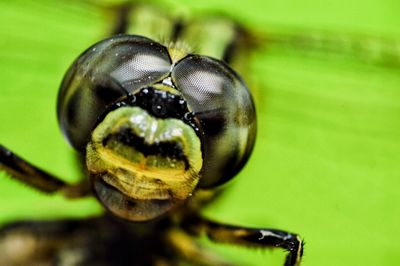 Close-up of insect on leaf