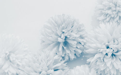 Close-up of white roses