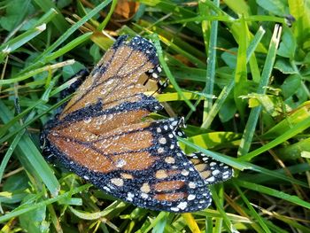 Close-up of insect on grass