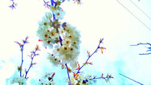 Low angle view of flowers blooming on tree