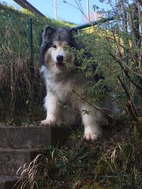 Dog in cage