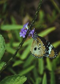 Close-up of butterfly on purple flower