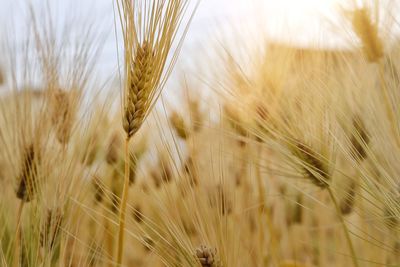 Close-up of stalks in field