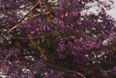 Close-up of flowers on tree