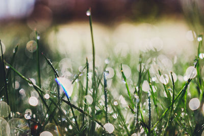 Close-up of flowers on grass